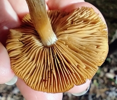 Tricholoma ustale