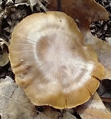 Tricholoma ustale