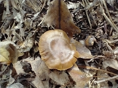 Tricholoma ustale