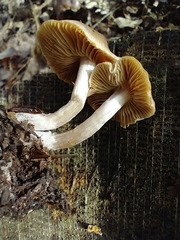 Tricholoma ustale