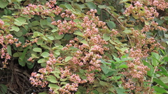 Heteropterys brachiata