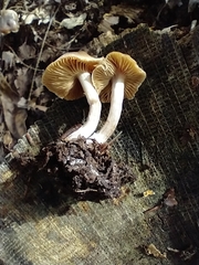 Tricholoma ustale