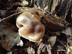 Tricholoma ustale