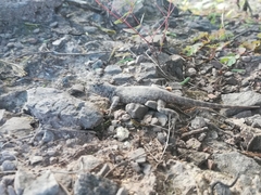 Sceloporus gadoviae