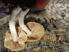 Tricholoma ustale