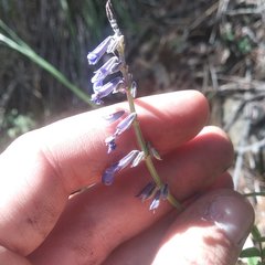 Salvia helianthemifolia