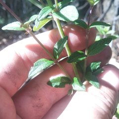 Salvia helianthemifolia