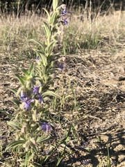 Trichostema lanceolatum