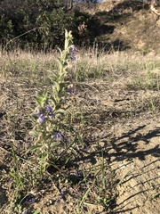 Trichostema lanceolatum
