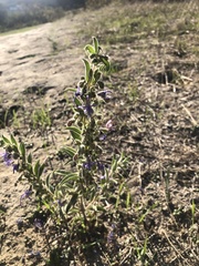 Trichostema lanceolatum