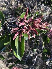 Rhus ovata