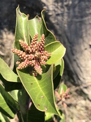Rhus ovata