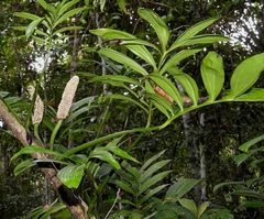 Monstera subpinnata