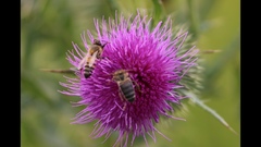 Apis mellifera