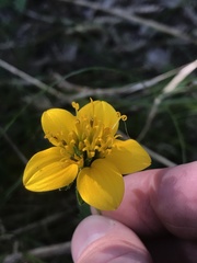Sclerocarpus uniserialis