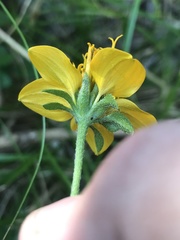 Sclerocarpus uniserialis