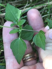 Sclerocarpus uniserialis