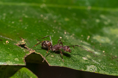 Camponotus nidulans