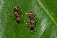 Camponotus nidulans