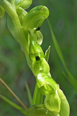 Pterostylis bicolor