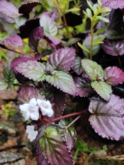 Hemigraphis alternata