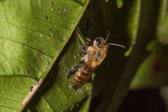 Agapostemonoides weyrauchi