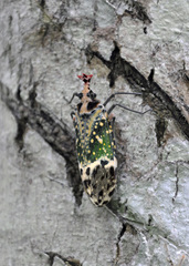 Phrictus hoffmannsi