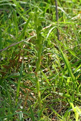 Pterostylis bicolor