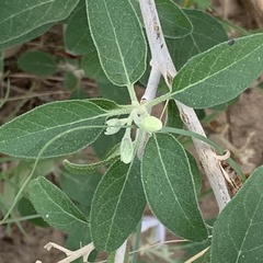 Solanum tettense image