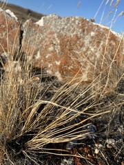 Stipa glareosa