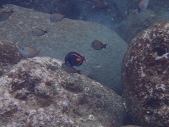 Acanthurus achilles