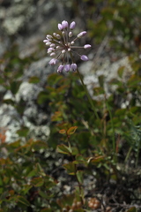 Allium rubens