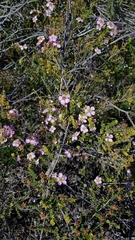 Leptospermum rotundifolium