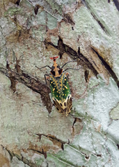 Phrictus hoffmannsi