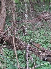 Chlorophytum bowkeri