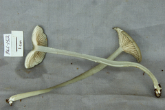 Entoloma caeruleomarginatum