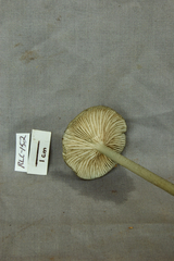 Entoloma caeruleomarginatum