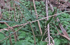 Chlorophytum bowkeri