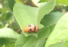 Podontia affinis