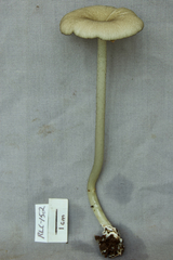 Entoloma caeruleomarginatum