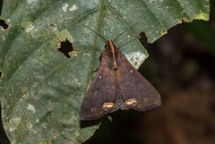 Rejectaria cocytalis