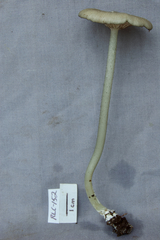 Entoloma caeruleomarginatum