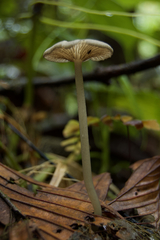 Entoloma caeruleomarginatum