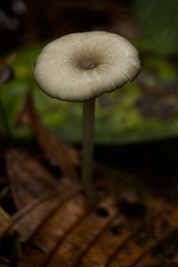 Entoloma caeruleomarginatum