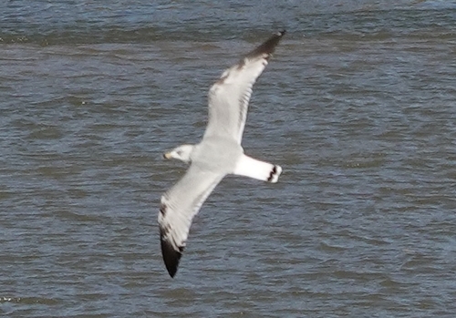 Ring-billed Gull photographed in Nebraska
