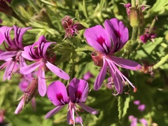 Pelargonium citronellum