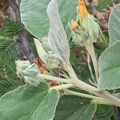 Melhania acuminata var. acuminata image