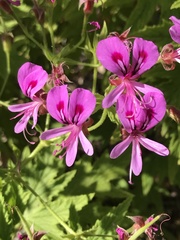 Pelargonium citronellum