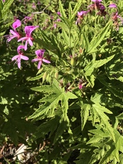 Pelargonium citronellum