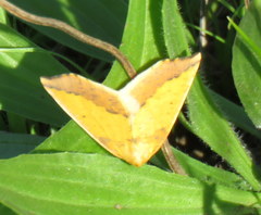 Neoterpes edwardsata